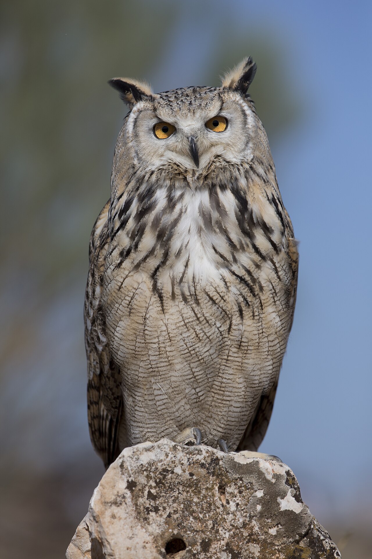 Night Owl